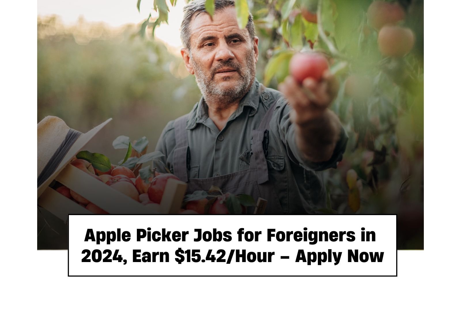 Apple Picker Jobs for Foreigners in 2024, Earn $15.42/Hour – Apply Now