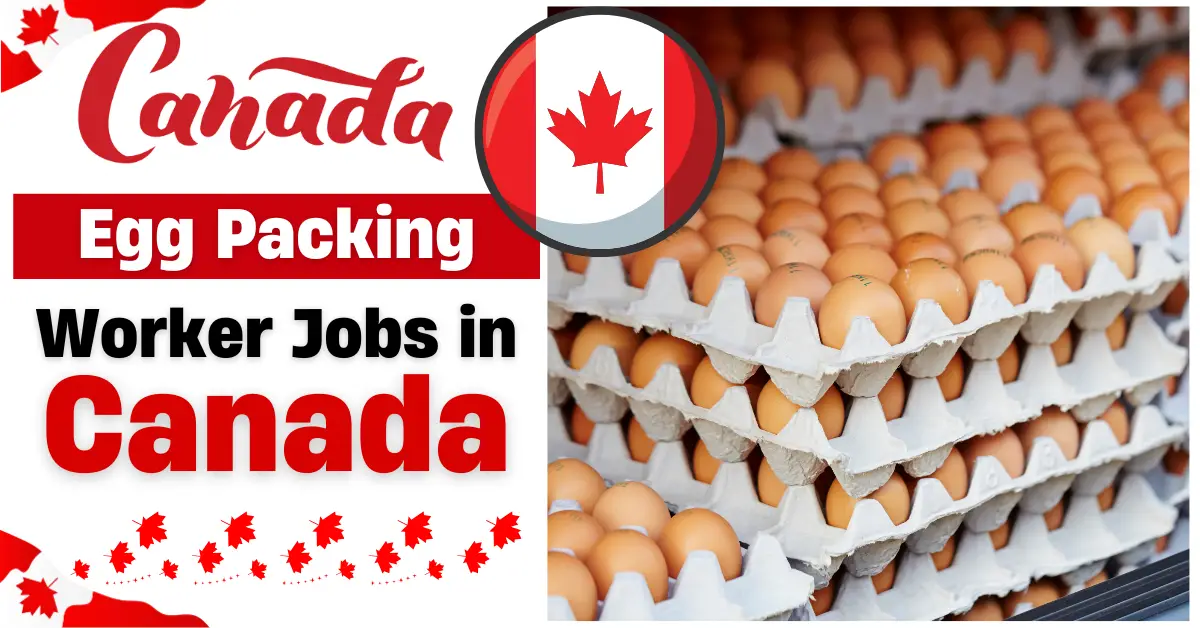 Egg Packing Positions in Canada with Visa Sponsorship (CAD 20 Per Hour)