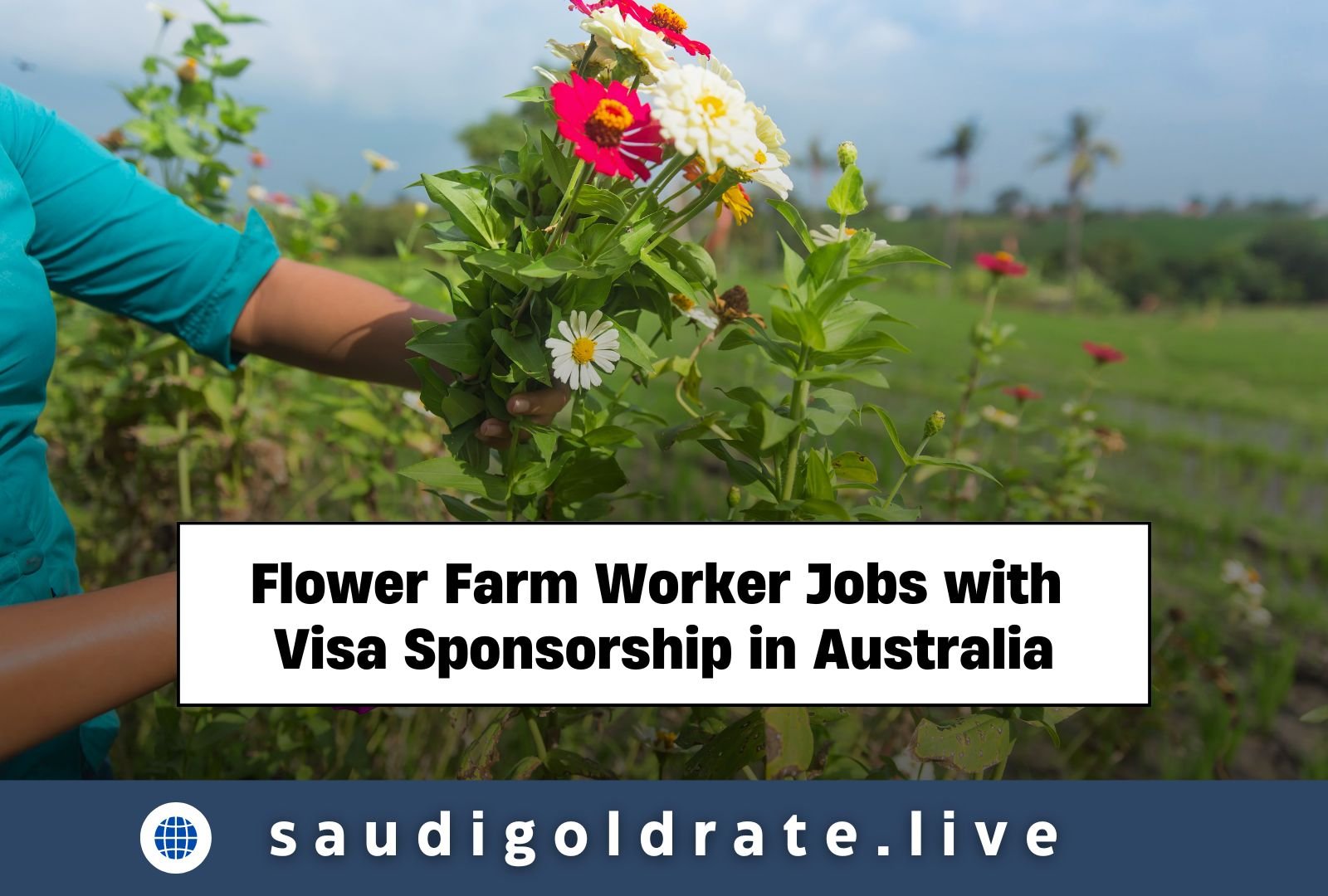 Flower Farm Worker Jobs with Visa Sponsorship in Australia ($28 – $32 an hour)