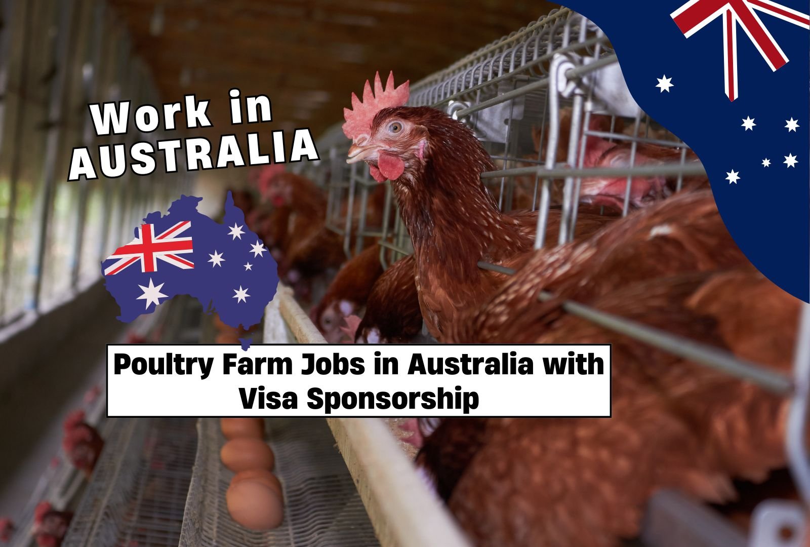 Poultry Farm Jobs in Australia with Visa Sponsorship ($29.33 per hour)