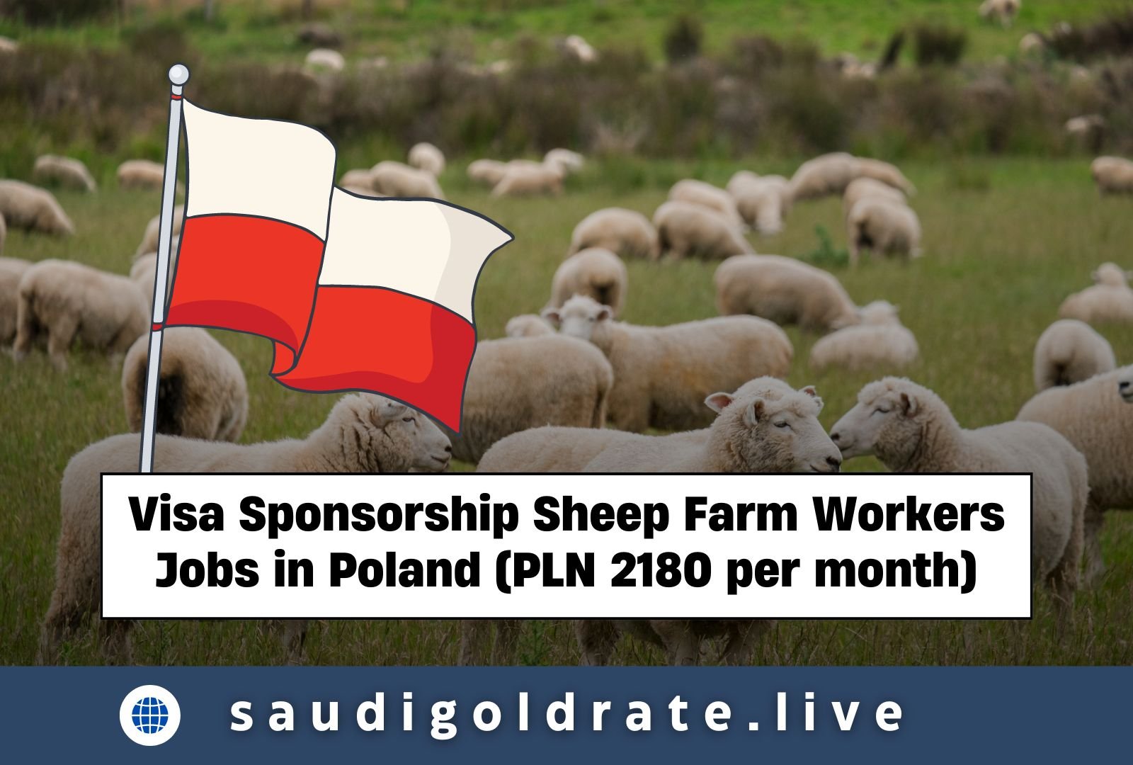 Visa Sponsorship Sheep Farm Workers Jobs in Poland (PLN 2180 per month)