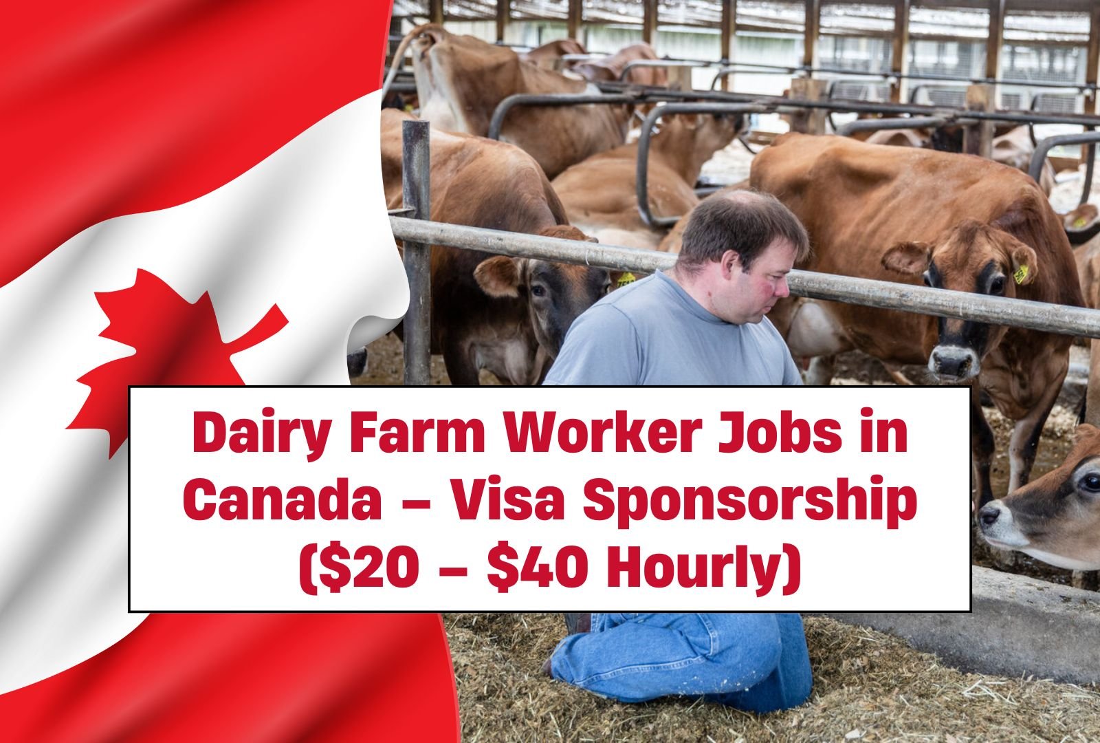 Dairy Farm Worker Jobs in Canada – Visa Sponsorship ($20 – $40 Hourly)