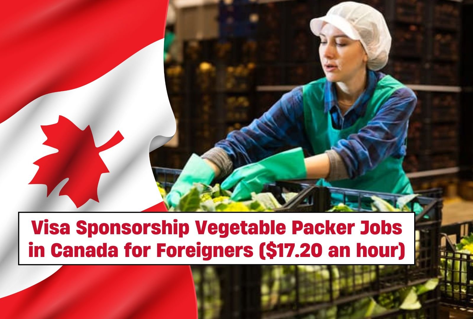 Visa Sponsorship Vegetable Packer Jobs in Canada for Foreigners ($17.20 an hour)