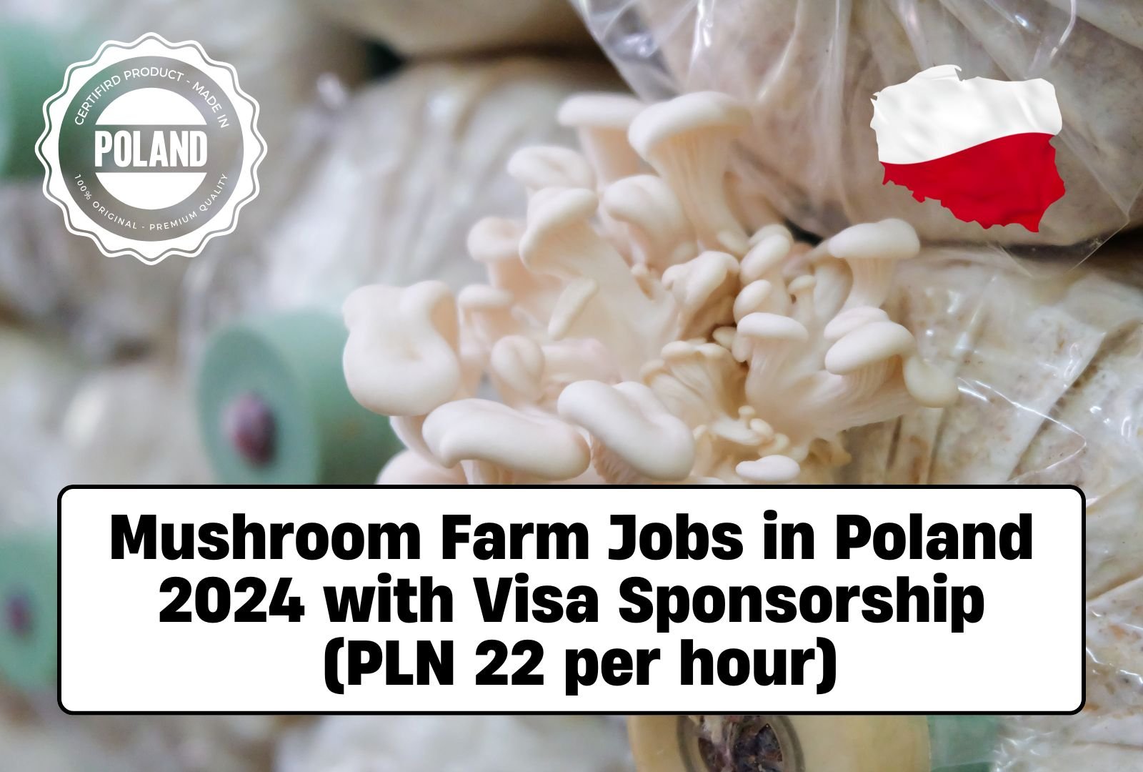 Mushroom Farm Jobs in Poland 2024 with Visa Sponsorship (PLN 22 per hour)